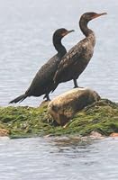 Wildlife Journal: Cormorants (W. F. Bloom Journals) 1737352095 Book Cover
