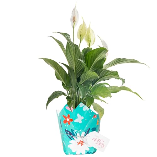 Image of Costa Farms Peace Lily, Live Indoor Plant Delivery with Flowers, Easy to Grow Houseplant in Gift Wrap, Potting Soil, Thinking of You, Get Well Soon Gift, Room Decor, 1 Foot Tall