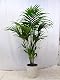 Kentia-Palme Howea forsteriana – Zimmerpflanze 160 cm