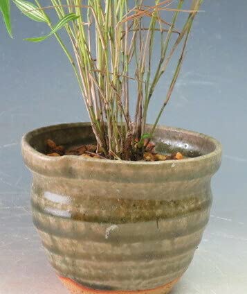 Amazon｜山野草 斑入り姫竹の鉢植え｜観葉植物 オンライン通販
