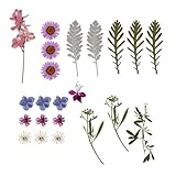 Photo Gallery daynagh kit foglie fiori secchi per mox gioielli epossidici le forniture scrapbooking e decorazioni la custodia del telefono artistico i progetti progetti Photo Gallery daynagh kit foglie fiori secchi per mox gioielli epossidici le forniture scrapbooking e decorazioni la custodia del telefono artistico i progetti progetti