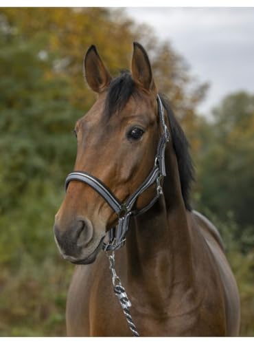 Cabezada para caballos Norton Brillant de equitación con muserola acolchada