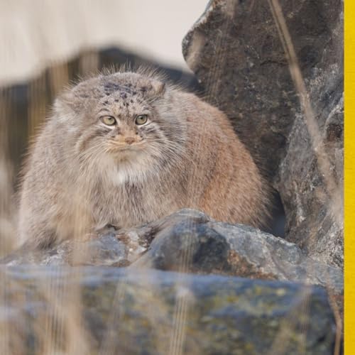 『In alto a cercare rifugio? Il gatto di Pallas forza e resilienza』のカバーアート