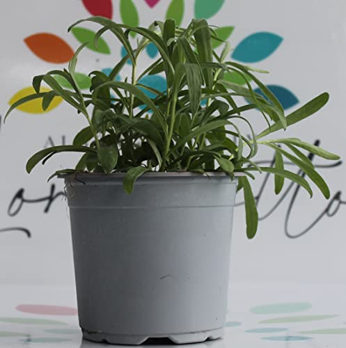 Dragoncello su vaso cm 14 pianta aromatica in confezione da 2 piante