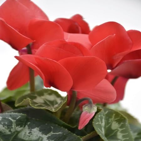 Nouvelles Graines De Fleurs De Cyclamen Persicum Pour Un Beau Jardin Paquet De 100 Graines