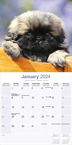 Pekingese Calendar 2024 | Square Dog Breed Wall Calendar - 16 Month - Image 3