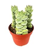 Crassula Moonglow Rare Succulents Live Potted, 4"