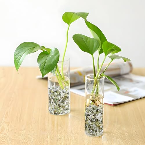 Image of 2.5LB Succulent and Cactus Pebbles, 1 /5 Inch Jade Pebbles for Indoor Plants, Decorative Gravel for Vases, Bamboo, Succulent, Terrarium, Crafts, Cactus