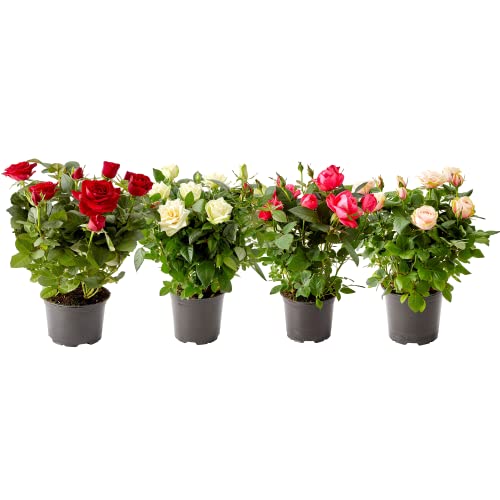 DECOALIVE Rosas Flores Naturales Pack de 4 Macetas Plantas Vivas