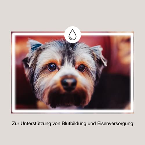 CaniMove Blood Eisentabletten zur Unterstützung von Blutbildung und Eisen-Versorgung von Hunden und Katzen