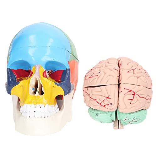 Modelo De Cerebro Humano-anatomía Para Niños Estudio De Neurocien...