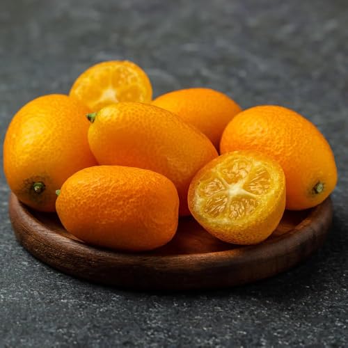Image of All-Time12 Months Hybrid Grafted Guti Kolom Live Fruit Plant Original & Authentic Organic Tree for Outdoor Fast-Growing Fruit Plant Home Pack Of-1 (Sweet Lemon Fruit Plant, Medium)
