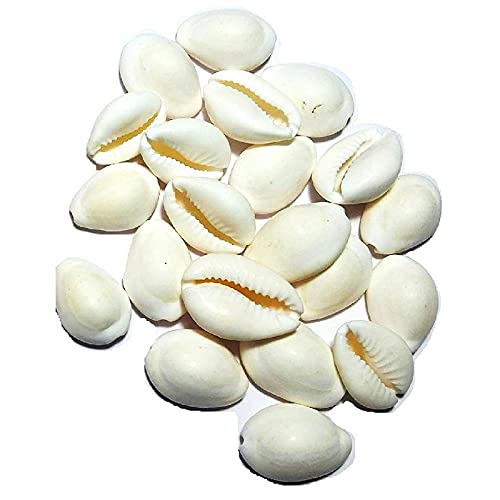 Buy Visarga Lakshmi White Kaudi Safed Kodi Cowrie Sea Shell