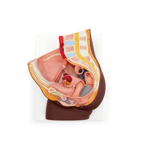 3B Scientific Weibliches Becken Modell, 2-teilig, dunkle Hautfarbe - 3B Smart Anatomy