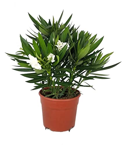 Adelfa o Oleandro Natural Arbusto con Espectaculares Flores Blancas