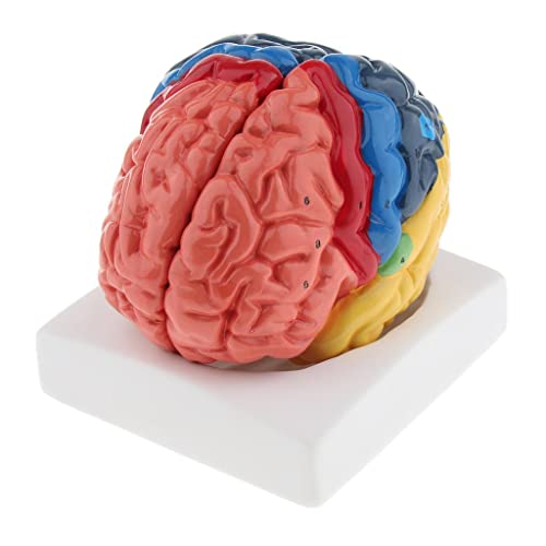 menolana Modelo de Cérebro Humano Função Cerebral Zoneamento Anatomia Do Cérebro