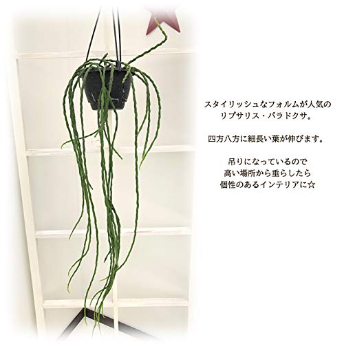 Amazon｜観葉植物 リプサリス パラドクサ 5号 吊り鉢 吊り下げ