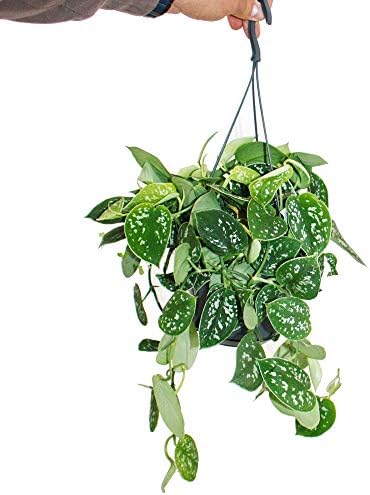 Ivy - Scindapsus pictus arguraeus in a hanging pot 15cm