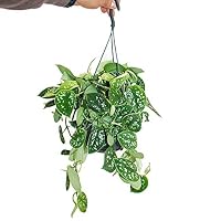 Zimmerpflanze zum Hngen - Knigswein - Cissus rhombifolia Ellen Danica -  19cm Ampel-Topf zum Hngen : Amazon.de: Garten