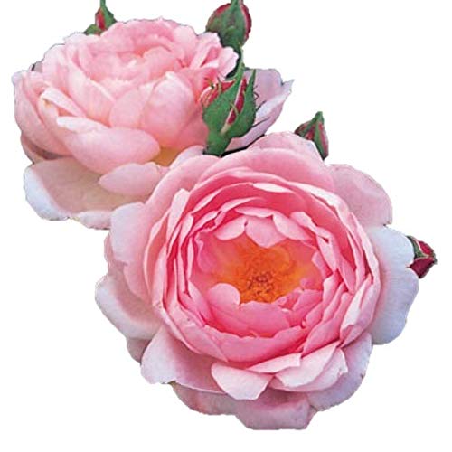 ローズ商品 Amazon.co.jp: バラ苗 【セプタードアイル】 (大苗) シュラブ 半