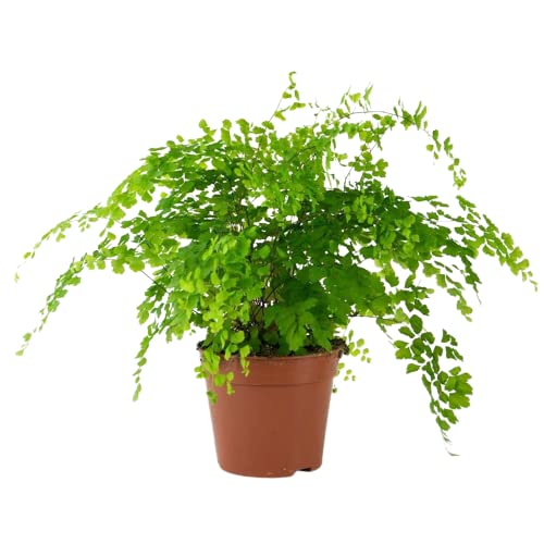 Adiantum o Cabello de Ángel Natural: La planta de la Felicidad y el Bienestar