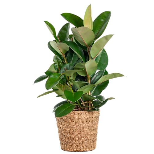 Ficus Elastica Robusta XL con cesto Torun - 80-90cm - Ø27cm - Pianta d'appartamento - Sempreverde
