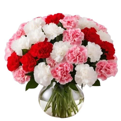 KaBloom - 24 Assorted Carnation With Vase - Fresh Flowers for Birthday, Valentine's & Mother's Day