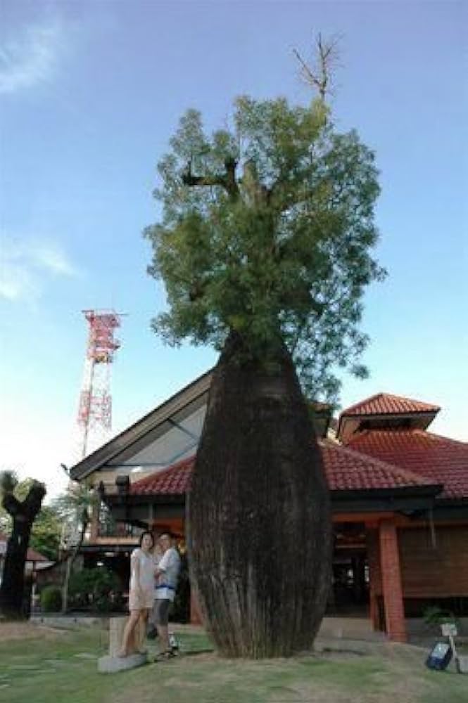 Amazon | 136.幹がたる型になる事から、通称”ボトルツリー”と呼ばれる Amazon | 136.幹がたる型になる事から、通称”ボトルツリー”と呼ばれる