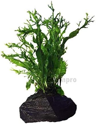 Microsorum Pteropus"Windelov" Java Fern Lace Live Aquarium Plant on Driftwood for Freshwater Aquatic Fish Tank by greenpro