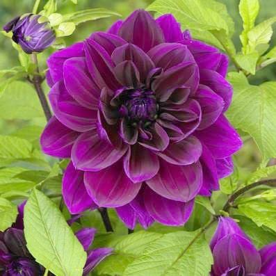 Votaniki Thomas Edison Dahlia Bulbs | Perennial, Large Blooms, Dahlia Flowering Bulbs for...