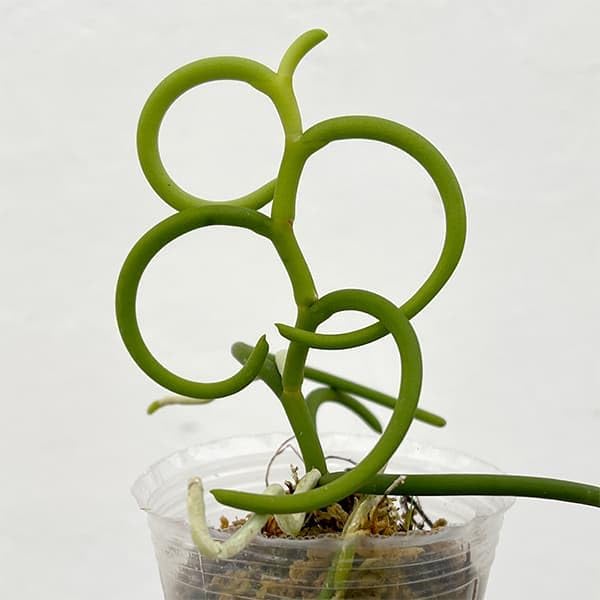 パピリオナンセ：テレス オリンピックリングス 2.5号ポット[バンダ