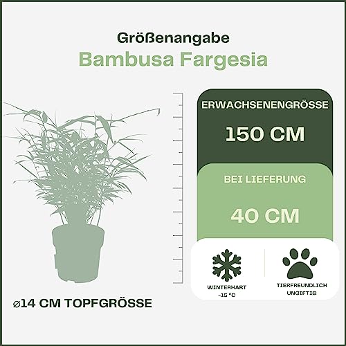 Happy Plants Bambus Pflanze Fargesia I Winterhart & nicht wuchernd, Bambuspflanze-Winterhart, Heckenpflanze Kübelpflanze Gartenpflanze, echter Bambus frisch aus dem Garten… (2 Stück)