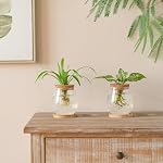 Dahey Plant Propagation Jars Plant Terrarium Glass Vase with Wooden Saucer and Cork Planter Station for Growing Hydroponic Plants Indoor Table Centerpirce Home Office Decor, Set of 2