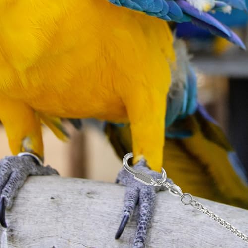 Tobillera de pájaros en acero inoxidable resistente tamaño 4 5