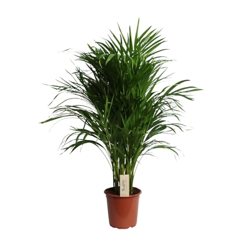 Dypsis Lutescens (Areca) - 90-100cm - Ø21cm - Pianta d'appartamento - Sempreverde