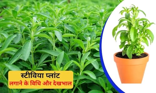 Image of Fresh Stevia Live Plant, Natural Sugar Alternative Herb, Medicinal Garden Plant for Home Growing, Single Pack without Pot