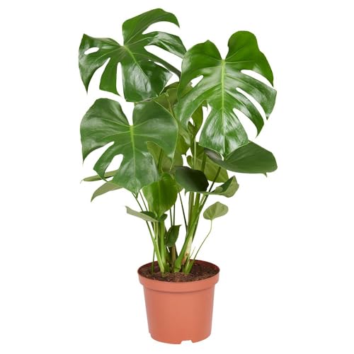 Planta Costilla de Adán Natural Monstera Deliciosa para un Hogar