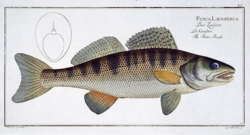 Tableau d'ichthyologie Ludwig Kruger pour habiller un grand mur vide