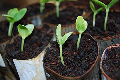 Blumenerde Humusziegel 10 x 650g 90L Kokoserde Anzuchterde