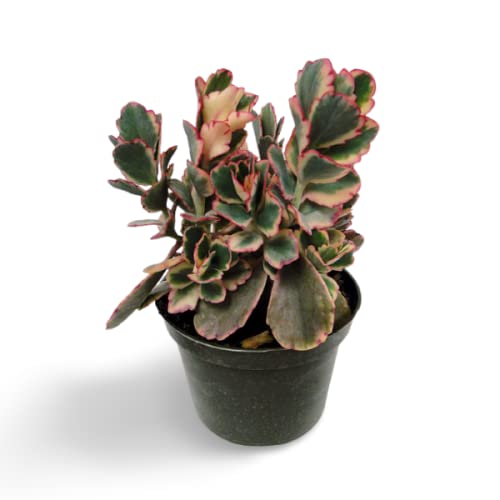 Creative Farmer Succulent Plant Lavender Scallops - Kalanchoe Family Low Light Plants For Bathroom|Bedroom|Table|Desk |Study Table Indoor Decoration Gift (Healthy Live Plant) (B09K44DDNH) Amazon Price History, Amazon Price Tracker