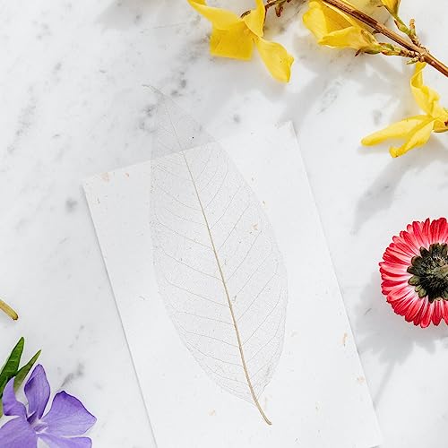 Cabilock Esqueleto 100 Peças Artificiais Diy Scrapbooking Naturais Secas Espécimes Para Cartões Feli