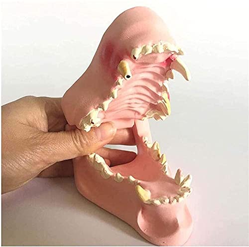 Modèle d'anatomie vétérinaire canine à décomposition pour enseignement