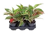 Aglaonema Night Sparkle Kolbenfaden Zimmerpflanze dunkles Laub gesprenkelte Blätter 30 cm Höhe