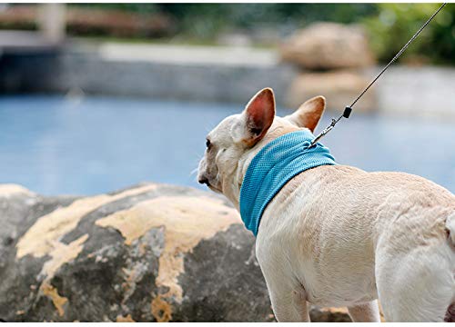 frenchie bandana