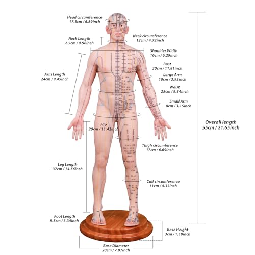 Acupuncture Model 21.65 inch 419 Acupoint, CUAIBB Human Acupoint Model Full Silicone Body, Acupuncture Doll for Chinese Medicine Teaching Learning Beginners - English Marking
