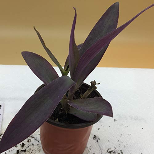 Purple Heart Plant - Setcreasea - Indoors or Out - Easy - 4" Pot