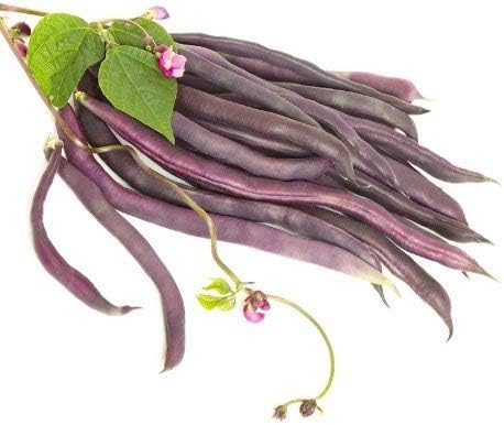 SeeKay Climbing French Bean Cosse Violette Appx 90 Seeds