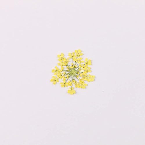 100 unidades Ammi Majus flor seca prensada natural para hacer joyas de resina jabón y fabricación de velas scrapbooking DIY amarillo