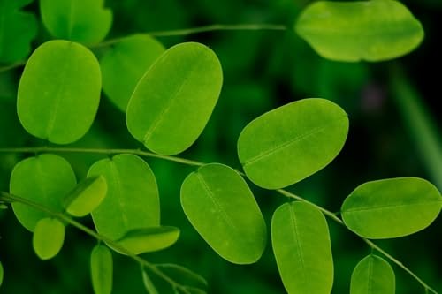 Image of Moringa Live Plant with Pot | Drumstick Sahjan Medicinal Tree Plant | Fast Growing Nutrient Rich Outdoor Herbal Plant for Home Garden Terrace Backyard Farming | Pack of 1