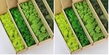 prefleur 5 Color Mix Pack Preserved Reindeer Moss Natural Green DIY Kit Gardenning Art Wall Decor Florist Decor (1 lb)(Green-01 Green-02 Green-03 Green-06 Green-12)